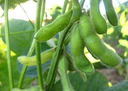 新鮮蔬菜配送:毛豆